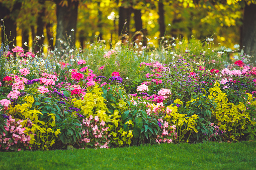 Hydrangea flowers garden. Pink, blue, lilac, violet, purple bushes blossom in spring and summer in town street garden at sunset.