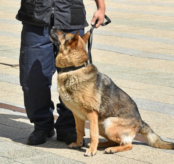 istock Police officer and his german shepherd dog 1239848260