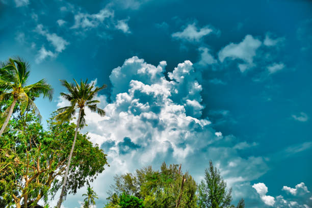 Giant stunning coconut palm tree with coconuts on it under the beautiful bright blue sky with cirrus clouds