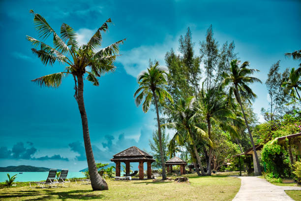 Giant stunning coconut palm tree with a massage hut and deck chairs under the beautiful blue sky on the shores of the sandy beautiful exotic and stunning Cenang beach in Langkawi island, in Malaysia