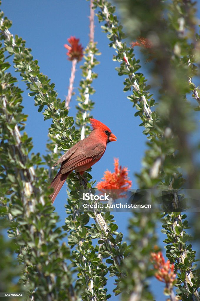 Kardynał w Ocotillo zakładu - Zbiór zdjęć royalty-free (Kaktus)