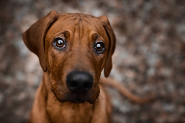 istock Curious Rhodesian Ridgeback puppy looking up straight to camera 1239861423