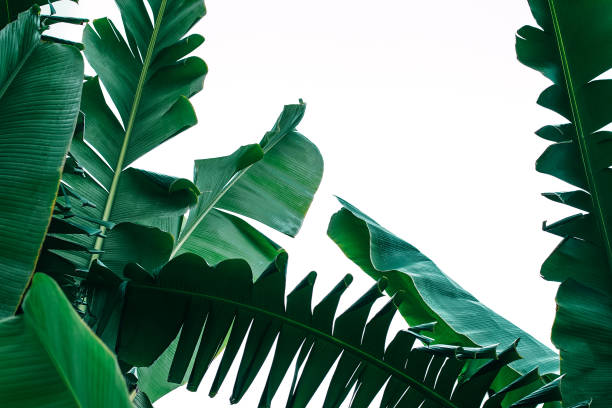 istock nature banana leaf green leaves on white background 1239862278