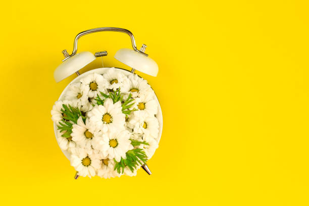 istock Summertime concept with alarm clock and  chamomile flowers on yellow background. 1239865064