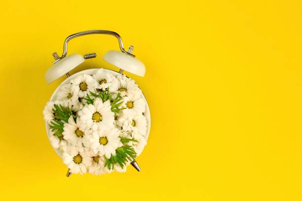 istock Summertime concept with alarm clock and  chamomile flowers on yellow background. 1239865598
