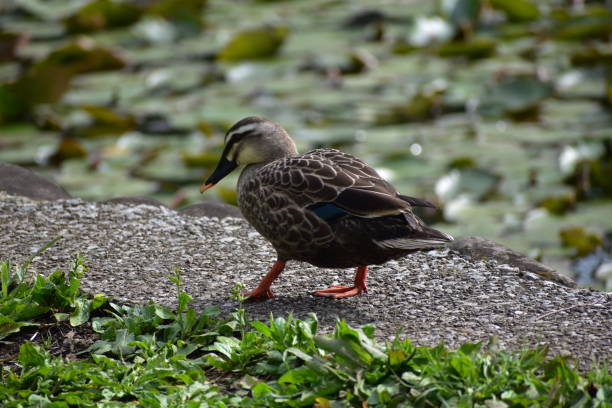 istock Portrait of spot-billed duck 1239880793