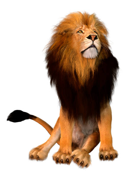 istock 3D illustration male lion on white 1239890387