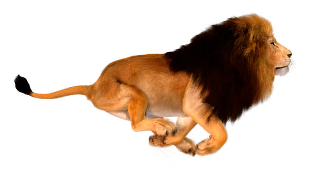 istock 3D illustration male lion on white 1239890945