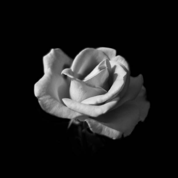 istock Monochrome rose isolated on a black background - Soft focus 1239895384
