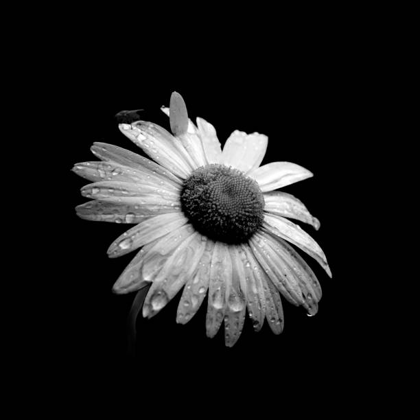 istock Monochrome daisy isolated on a black background 1239895907