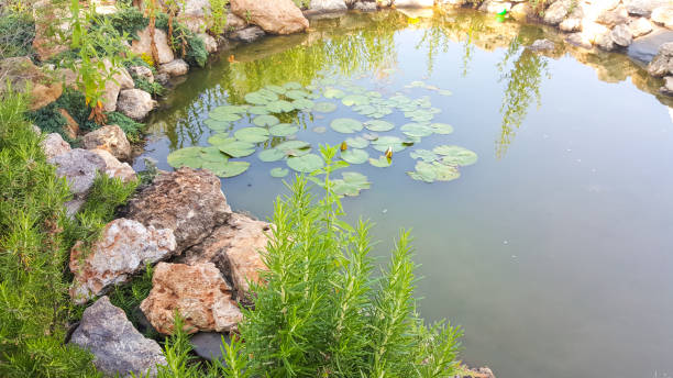 istock Lilies in the pond on a Sunny day 1239901823