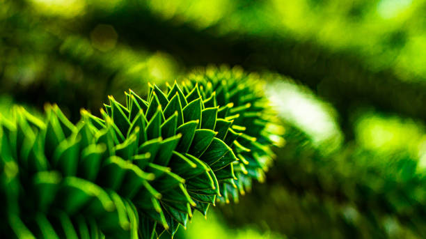 A branch of the Chilean araucaria in close-up. The Chilean araucaria is an evergreen tree that can reach stature heights of 30 to 50 meters in a few cases. araucaria araucana flower stock pictures, royalty-free photos & images