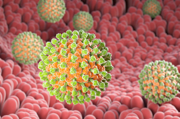 소화 시스템의 마이크로 빌리 표면에 로타 바이러스 박테리아 - rotavirus 뉴스 사진 이미지