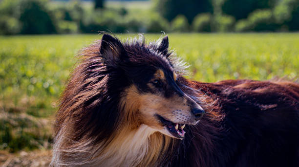 istock Profile shot of a long haired collie. 1239924999