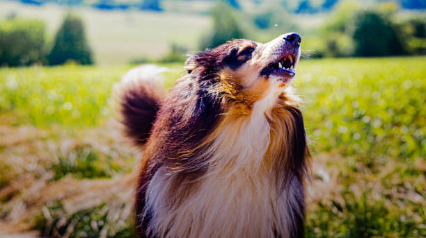 istock Portrait of a long haired collie. 1239925001