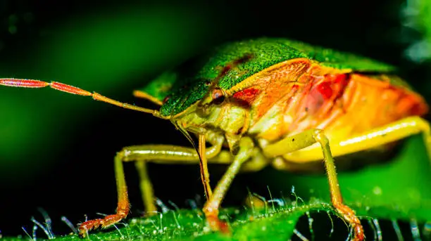 Photo of A common green stink bug on a leaf.
