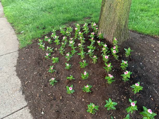 istock Landscaping in the City 1239930904