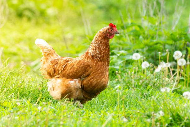 istock healthy chicken in the garden 1239933669