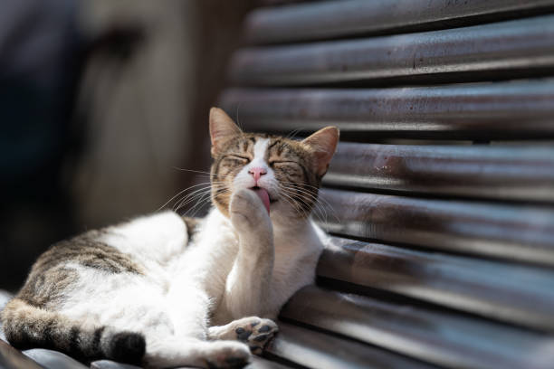 Domestic cat licking himself on a street bench, South Italy, Positano, Italy. This domestic cat sitting on a bench and cleaning himself image was taken in Positano, Italy. animal lips photos stock pictures, royalty-free photos & images