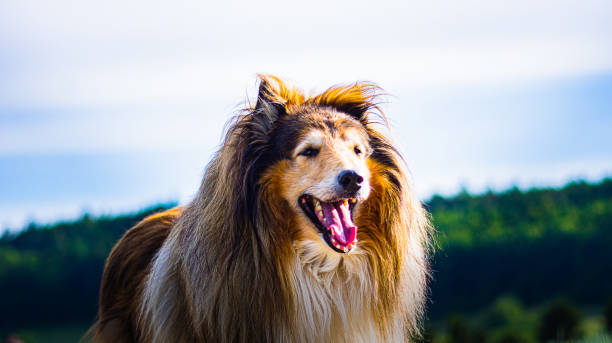 istock Portrait of a beige collie. 1239934763