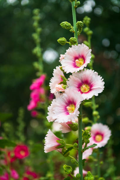 fleur de hollyhock - hollyhock flower photos et images de collection