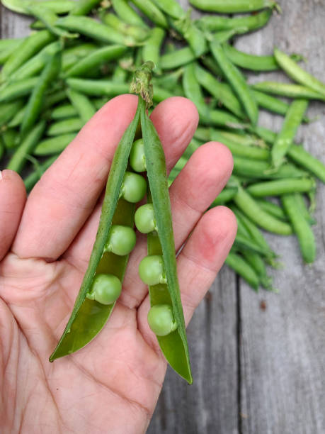 istock Freshly harvested green peas from organic garden 1239949351