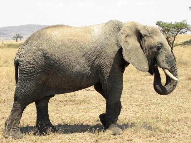 istock ELEPHANT IN THE SAVANNAH IN TANZANIA 1239956281