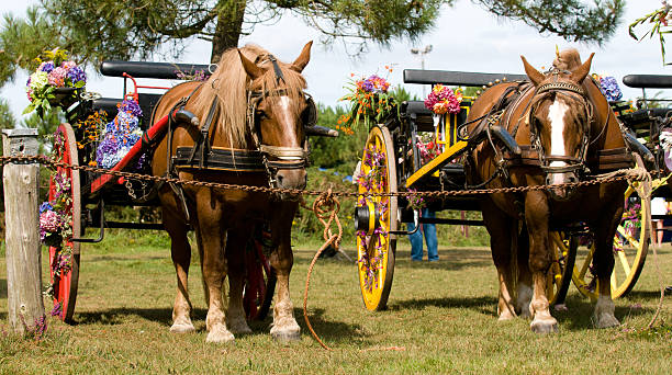 A pair of Clydesdale Horses pulling a dray wagon at an agricultural fair
