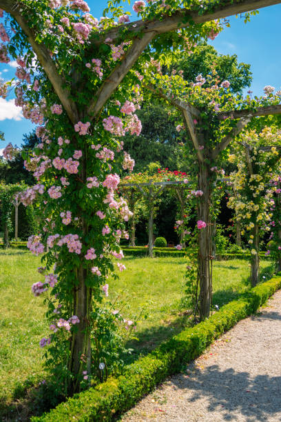 istock Climbing rose bushes in blossom 1239966734