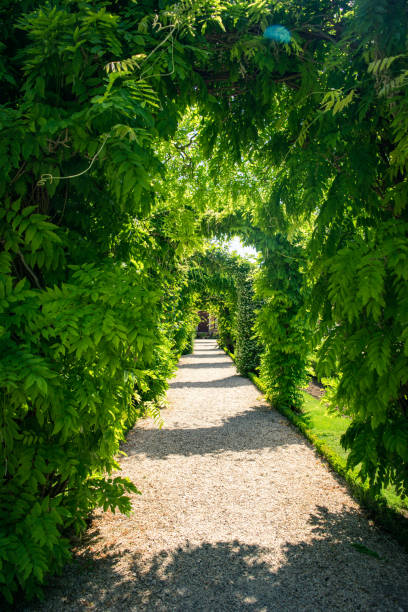 istock Wisteria archway in the park 1239971081