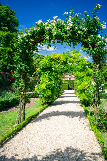 istock Wisteria archway in the park 1239971089