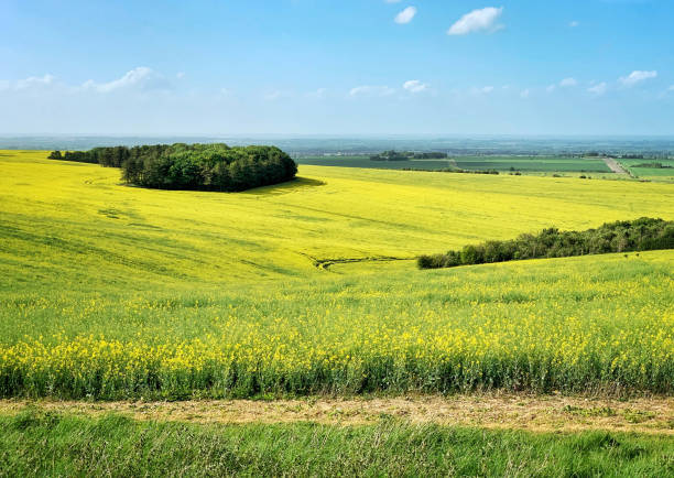 istock Rapeseed field at the Ridgeway, Oxfordshire, England 1239974802