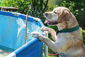wei%C3%9Fer-labrador-am-pool-im-garten.jpg?b=1&s=170x170&k=20&c=a-FkdeyHf_8-08awzsiYcwLY6ZRJWXfH4w8Yzy_6BYY=