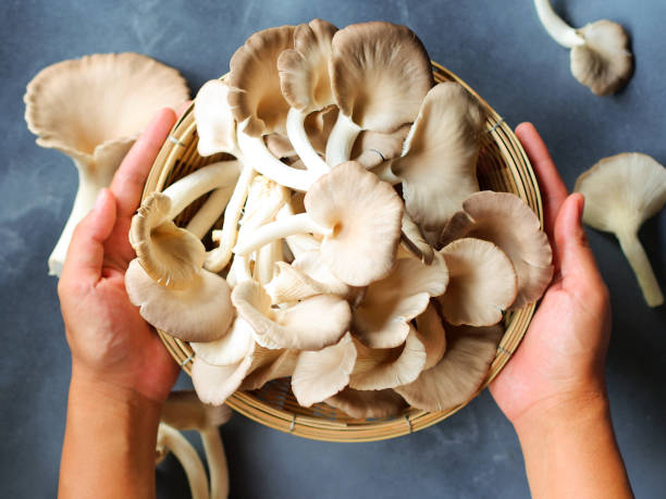 istock Basket of lung oyster mushrooms. 1239977599