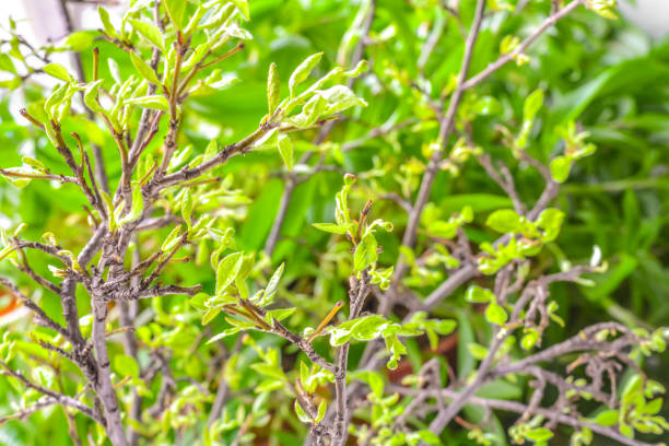 istock Spring branches with small green young leaves on green blurred background 1239978167
