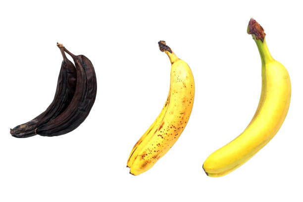 istock Ripe, over-ripe and spoiled bananas on a white background. 1239985722