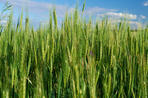 istock green wheat field on blue sky background 1239986810