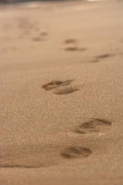 istock View of footprints on the beach sand, track marks along the beach 1239988412