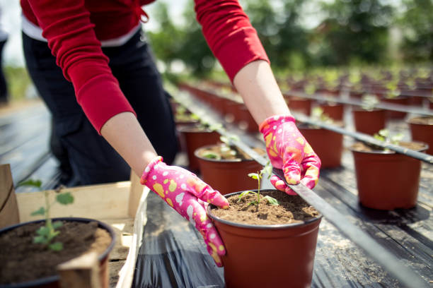 istock Planting season 1239988426