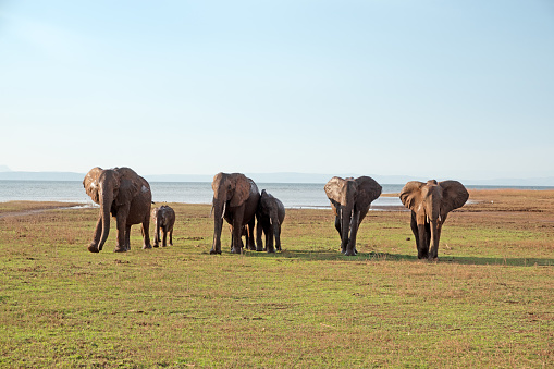 Elephant family with youngsters returning from their evening bath in Lake Kariba, a man made lake located on the border between Zambia and Zimbabwe.