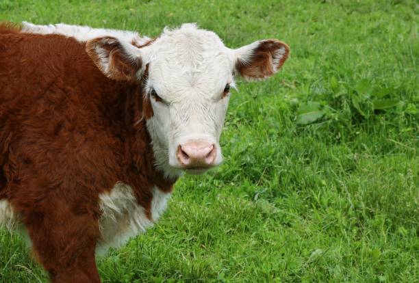 istock Little isolated Hereford calf face in the meadow 1240012324