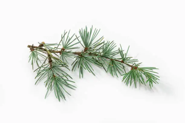 Blue spruce branch isolated on white background. Picea pungens