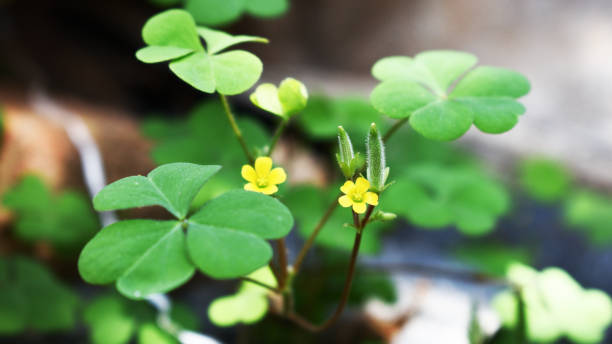 istock Lemon clover or Common Yellow Woodsorrel (Oxalis stricta) plant. 1240017284