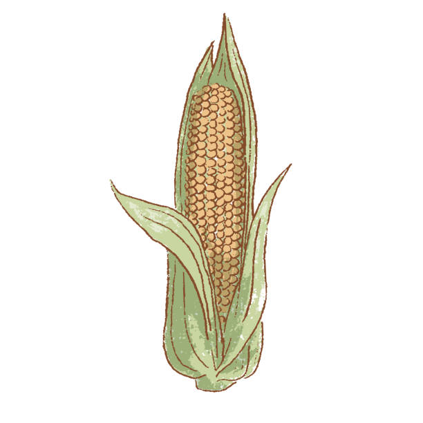 ilustrações de stock, clip art, desenhos animados e ícones de fresh raw ripe ear of corn vegetable isolated icon. spring corn cob. rareripes. hastings, farm market, vector illustration - corn on the cob corn corn crop white background