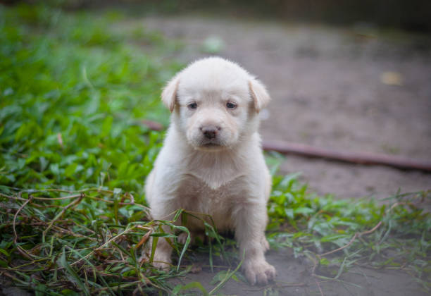 istock image of puppy on the grass 1240024497