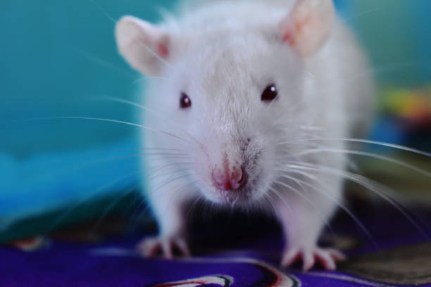istock White rat or mouse (white albino) climbing on the table. 1240027243