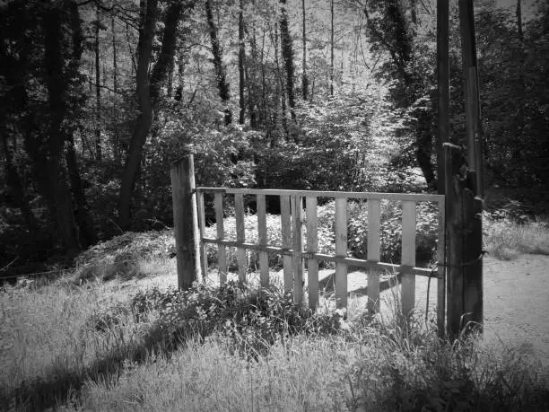 lost gate in the forest