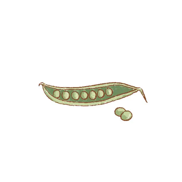 Vector illustration of Fresh green pea pod and peas isolated icon. Spring. Rareripes. hastings from farm market, Vector illustration