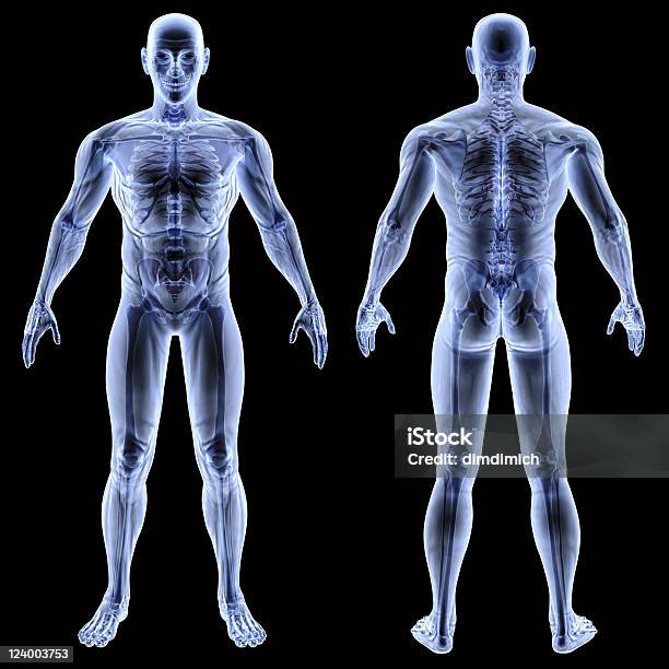 Cuerpo Foto de stock y más banco de imágenes de Tridimensional - Tridimensional, Cuerpo humano, Anatomía