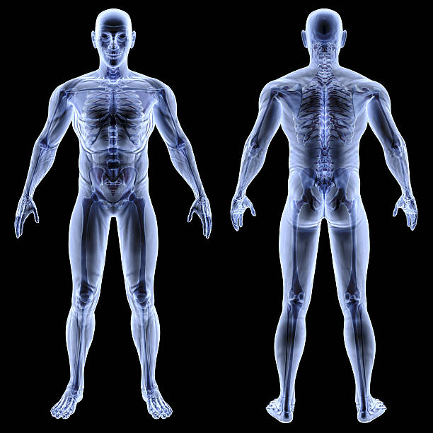 body male body under X-rays. isolated on black human back stock pictures, royalty-free photos & images